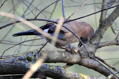 Garrulus glandarius