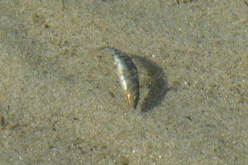 Gasterosteus aculeatus