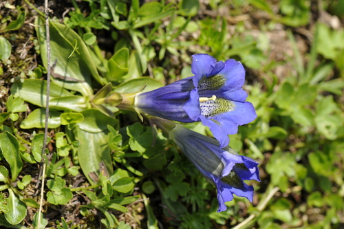 Gentiana acaulis