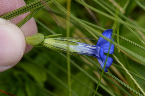 Gentiana bavarica