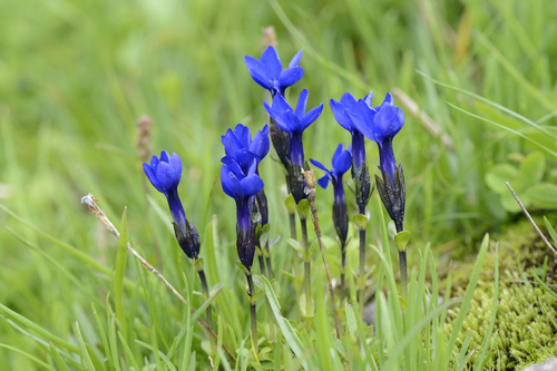 Gentiana bavarica