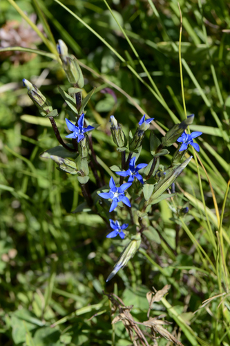 Gentiana nivalis