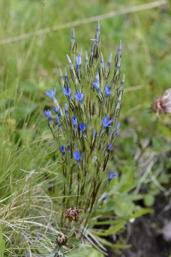 Gentiana nivalis
