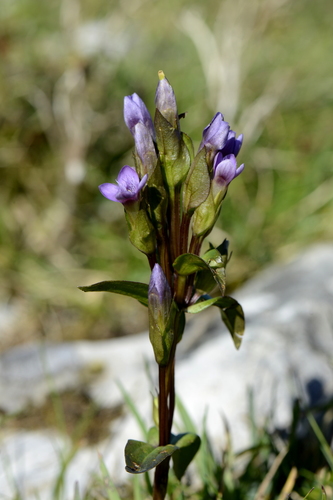 Gentianella campestris