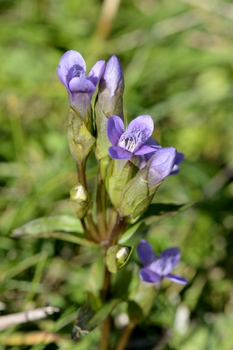 Gentianella campestris