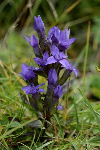 Gentianella campestris