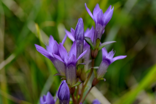 Gentianella germanica