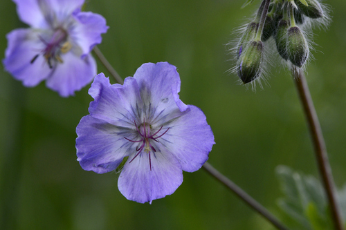 Geranium phaeum