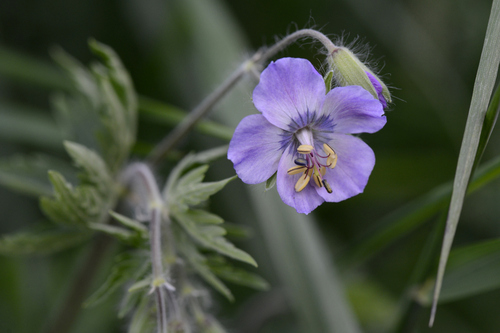 Geranium phaeum