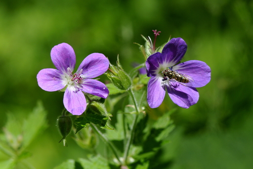 Geranium sylvaticum