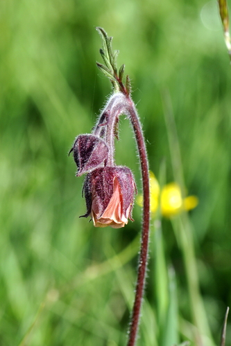 Geum rivale