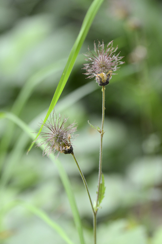 Geum rivale