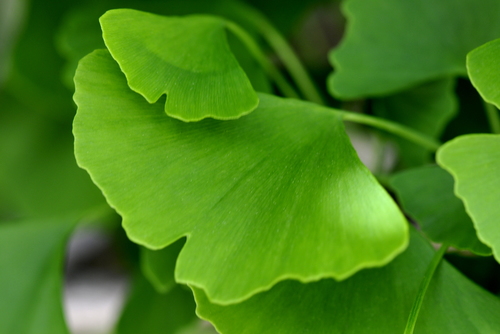 Ginkgo biloba
