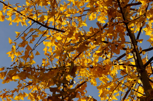 Ginkgo biloba