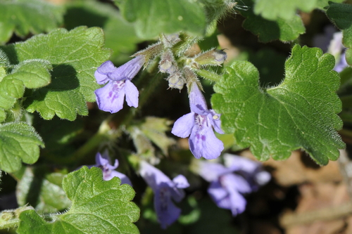 Glechoma hederacea