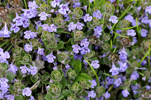 Glechoma hederacea
