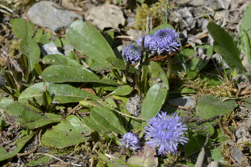 Globularia nudicaulis