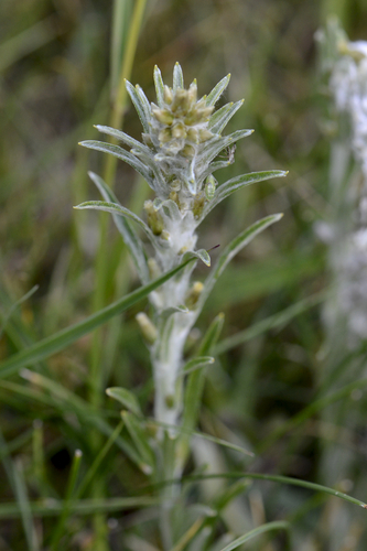 Gnaphalium sylaticum