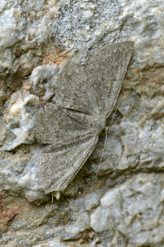 Gnophos obfuscata