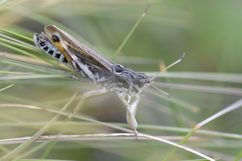 Gomphocerus sibiricus