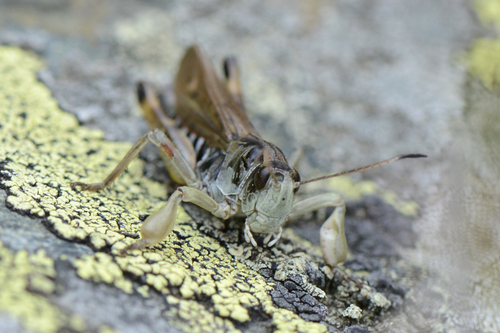 Gomphocerus sibiricus