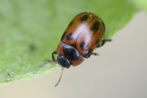 Gonioctena
