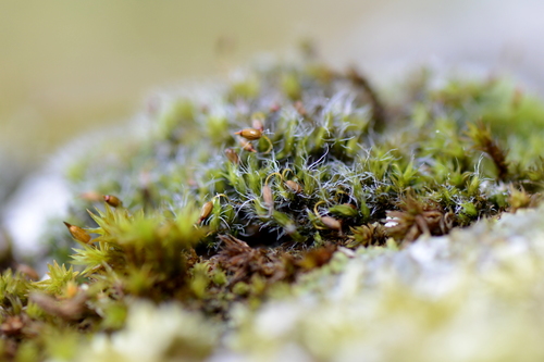 Grimmia pulvinata