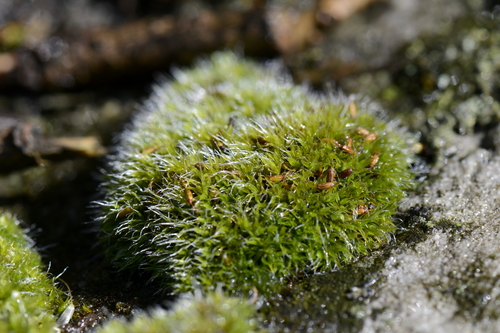 Grimmia pulvinata