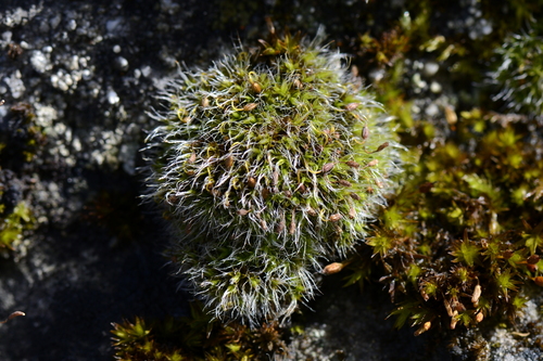 Grimmia pulvinata