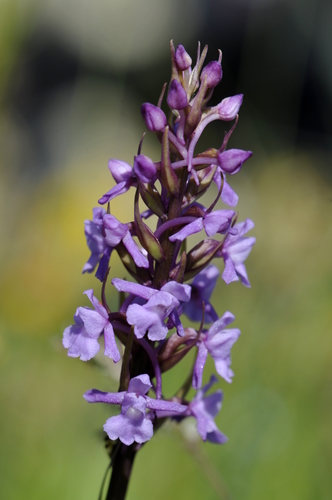 Gymnadenia conopsea