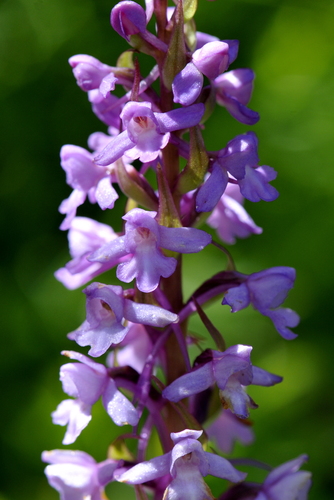 Gymnadenia conopsea