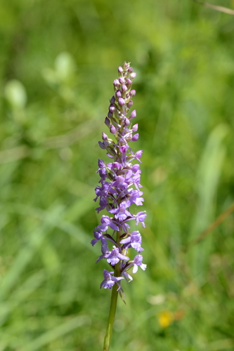 Gymnadenia conopsea