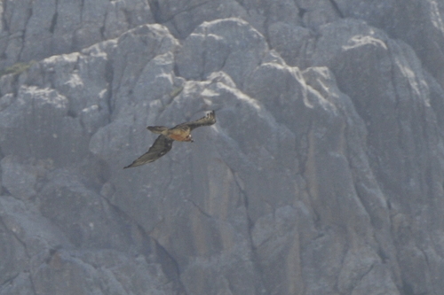 Gypaetus barbatus