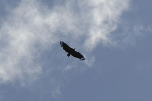 Gyps fulvus