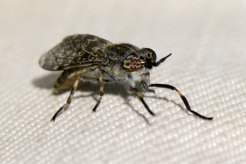 Haematopota pluvialis