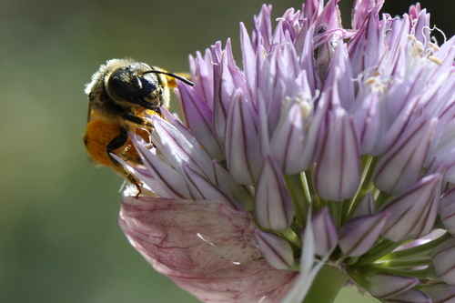 Halictidae Halictidae