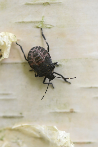 Halyomorpha halys