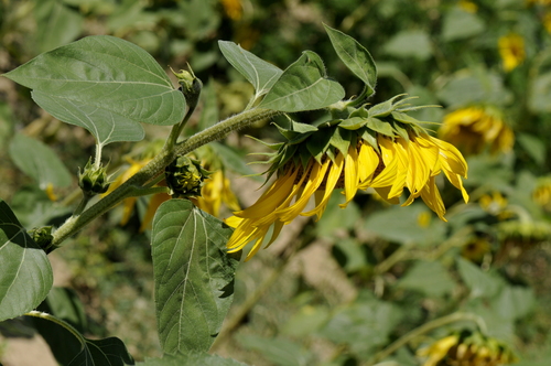 Helianthus annuus