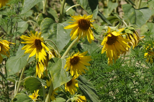 Helianthus annuus
