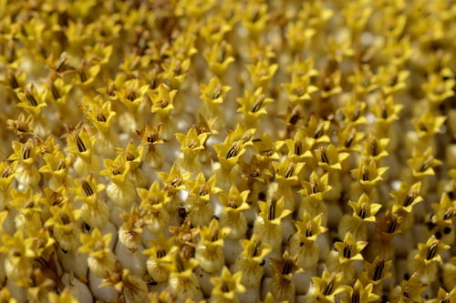 Helianthus annuus