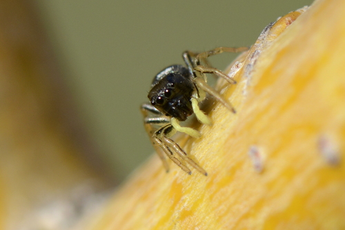 Heliophanus cupreus