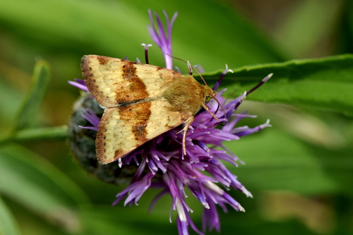 Heliothis viriplaca