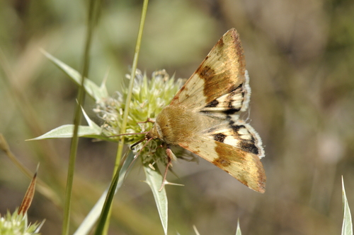 Heliothis viriplaca