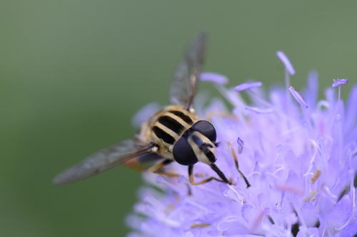 Helophilus pendulus