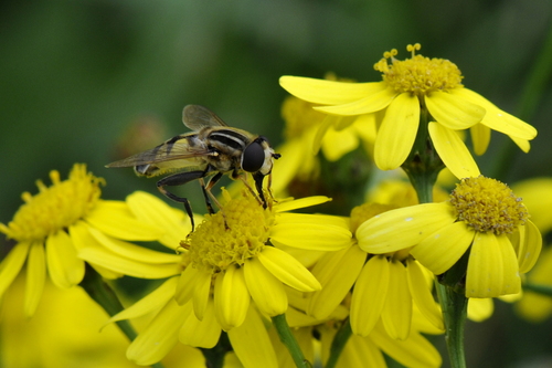 Helophilus trivittatus