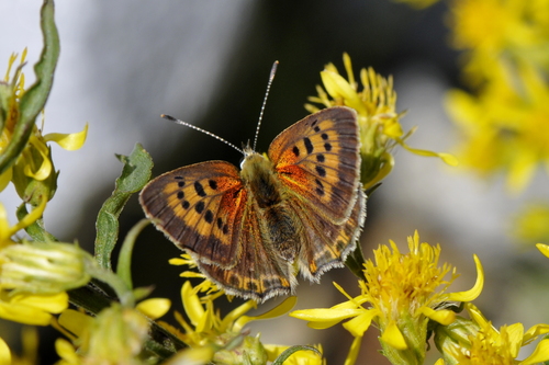 Heodes virgaureae