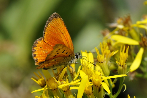 Heodes virgaureae