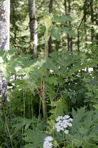 Heracleum mantegazzianum