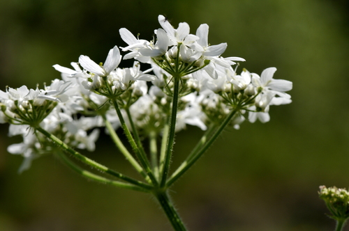 Heracleum sphondylium