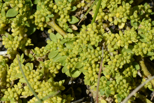 Herniaria glabra
